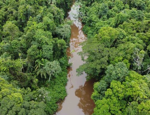 El gobierno autónomo del TIM declara pausa a los planes de manejo forestal 